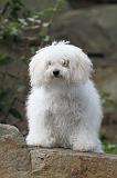 BICHON BOLONAIS 004